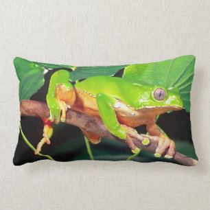 Giant Bicolor Monkey Treefrog, Phyllomedusa Lendenkissen