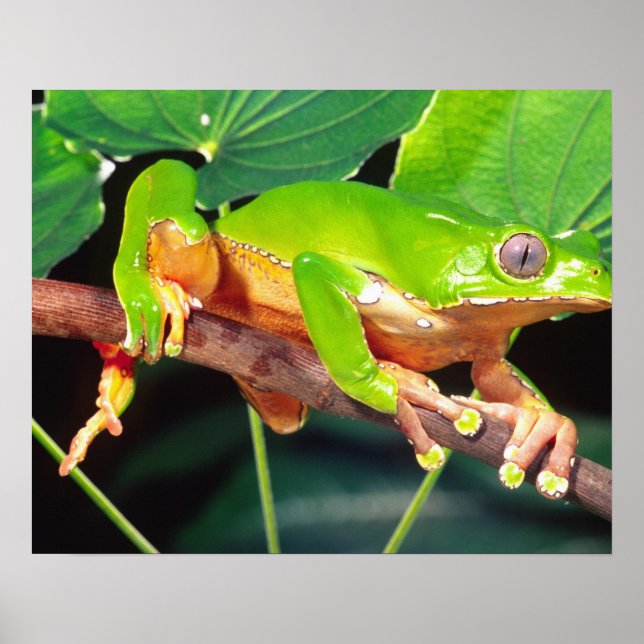 Giant Bicolor Monkey Treefrog, Phyllomedusa Poster (Vorne)