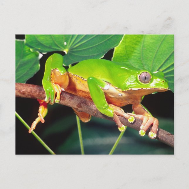 Giant Bicolor Monkey Treefrog, Phyllomedusa Postkarte (Vorderseite)