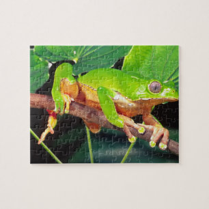 Giant Bicolor Monkey Treefrog, Phyllomedusa Puzzle