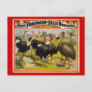 Giant Birds Circus Poster - Forepaugh and Sells Postkarte