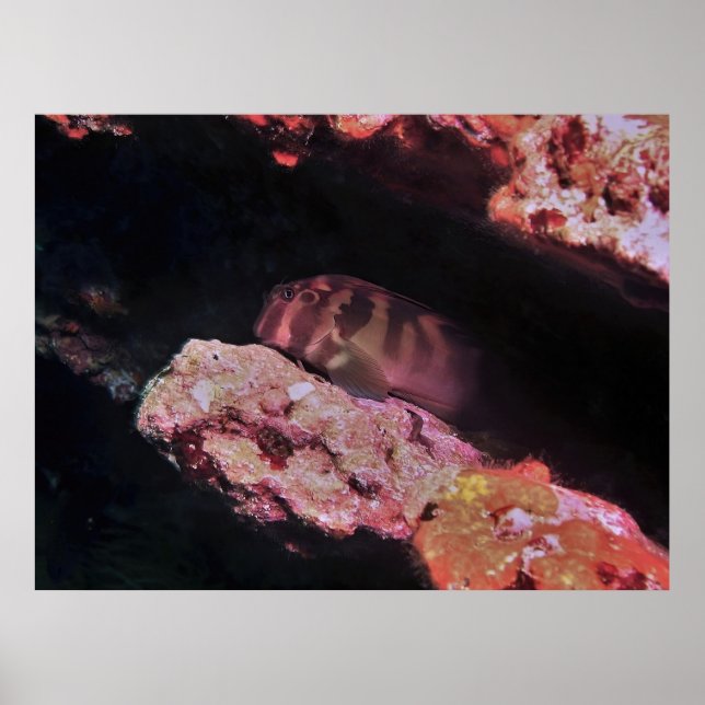 Giant Blenny Poster (Vorne)