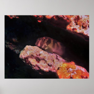 Giant Blenny Poster