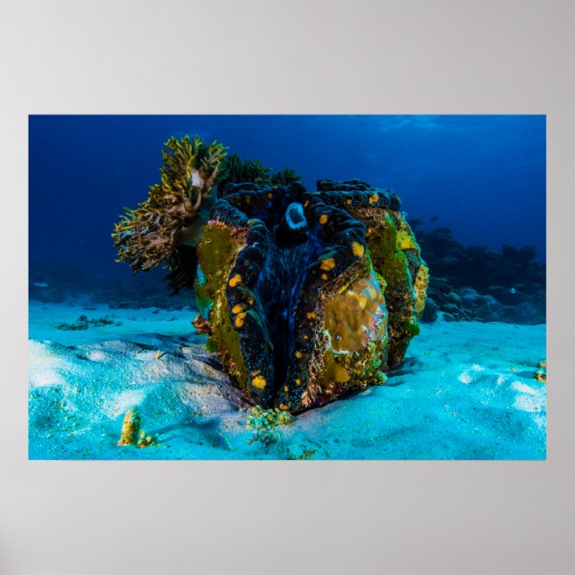 Giant Clam auf dem Poster des Großen Barrier Reef (Vorne)