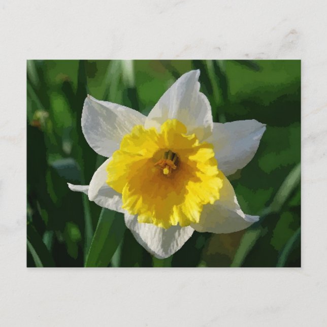 Giant Daffodil Postcard Postkarte (Vorderseite)