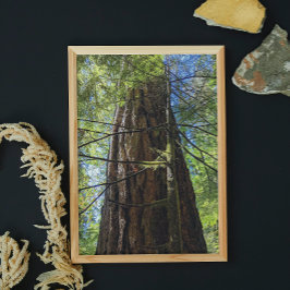 Giant Douglas Fir Tree Fotodruck