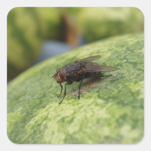 GIANT Fly Sticker Set