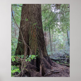 Giant Forest Conifer Tree fotografisch Poster