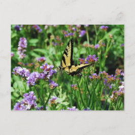 Giant Frack Butterfly auf Lila Statice Postkarte