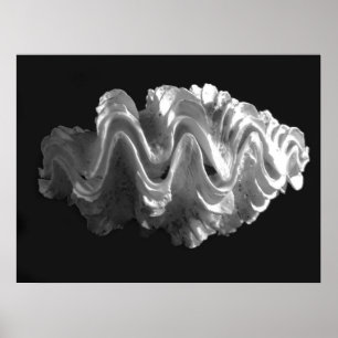 Giant Frilled Clam Seashell Tridacna squamosa Poster
