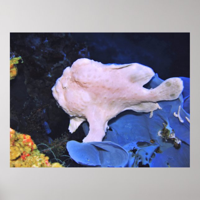 Giant Frogfish-White Poster (Vorne)