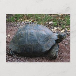 Giant Galapagos Tortoise Postkarte