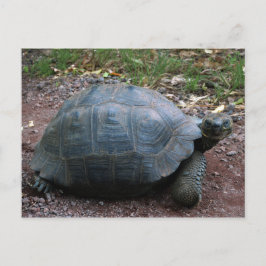 Giant Galapagos Tortoise Postkarte