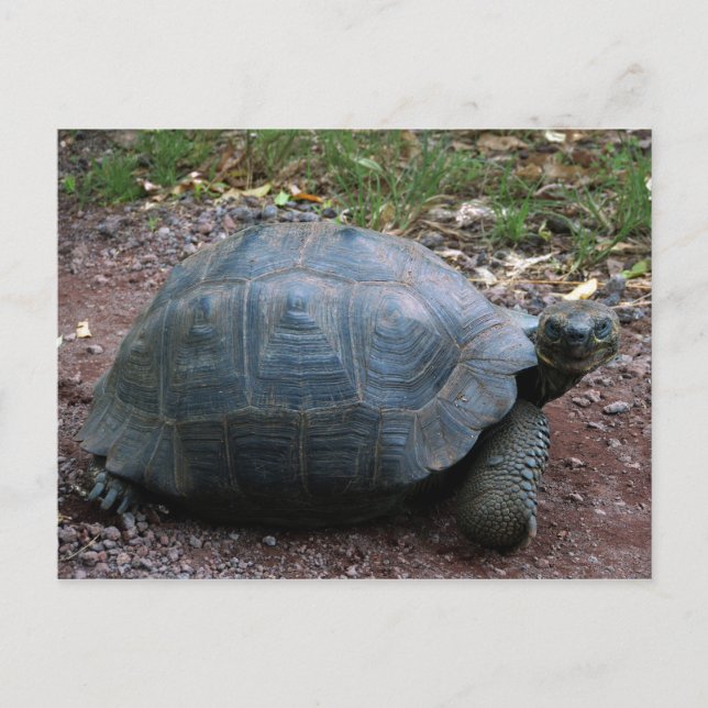 Giant Galapagos Tortoise Postkarte (Vorderseite)