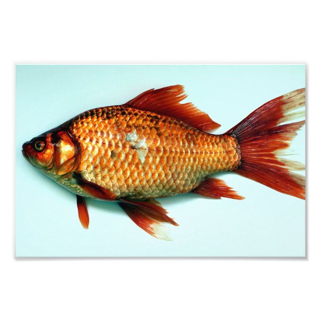 Giant Goldfish Fotodruck (Vorne)