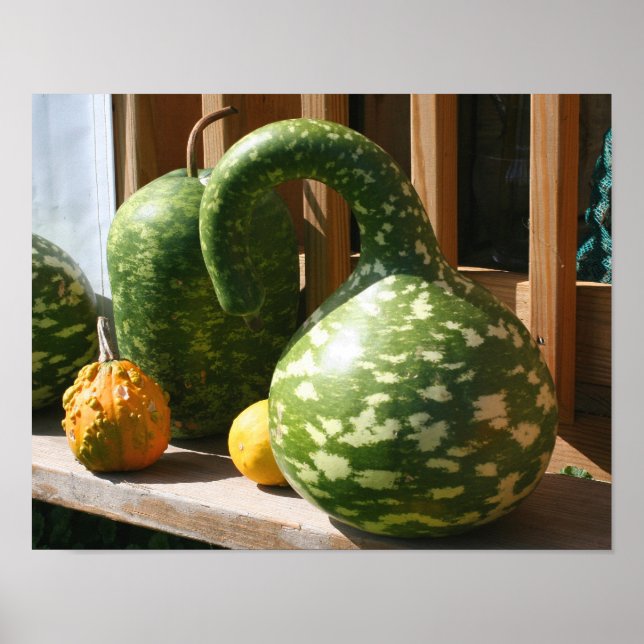 Giant Gourds Herbst Poster (Vorne)