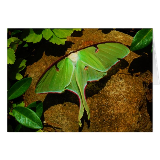 Giant Green Luna moth (Vorderseite (Horizontal))
