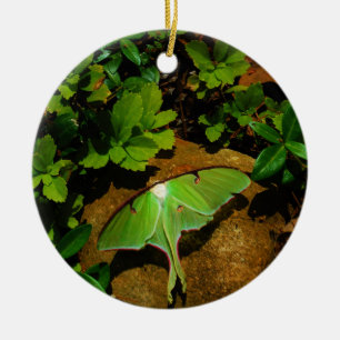 Giant Green Luna moth Keramikornament