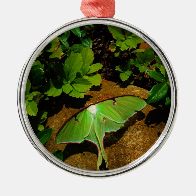 Giant Green Luna moth Ornament Aus Metall (Vorne)