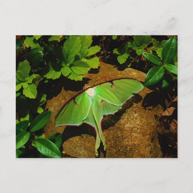 Giant Green Luna moth Postkarte (Vorderseite)