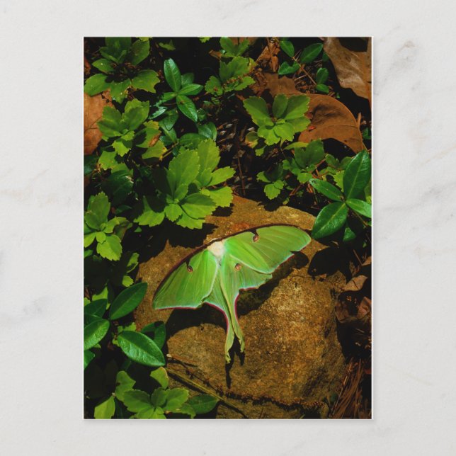Giant Green Luna moth Postkarte (Vorderseite)