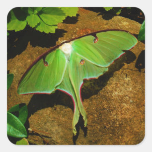 Giant Green Luna moth Quadratischer Aufkleber