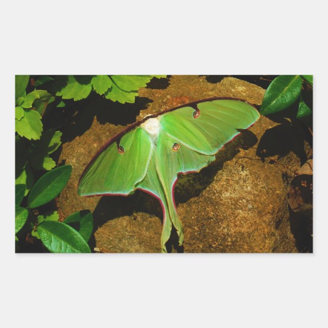Giant Green Luna moth Rechteckiger Aufkleber (Vorderseite)