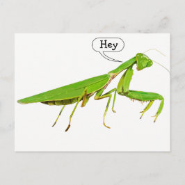 Giant Green Praying Mantis Postcard Postkarte
