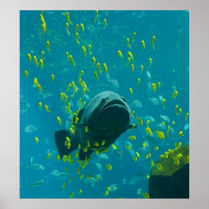 Giant Grouper Epinephelus Lanceolatus Poster