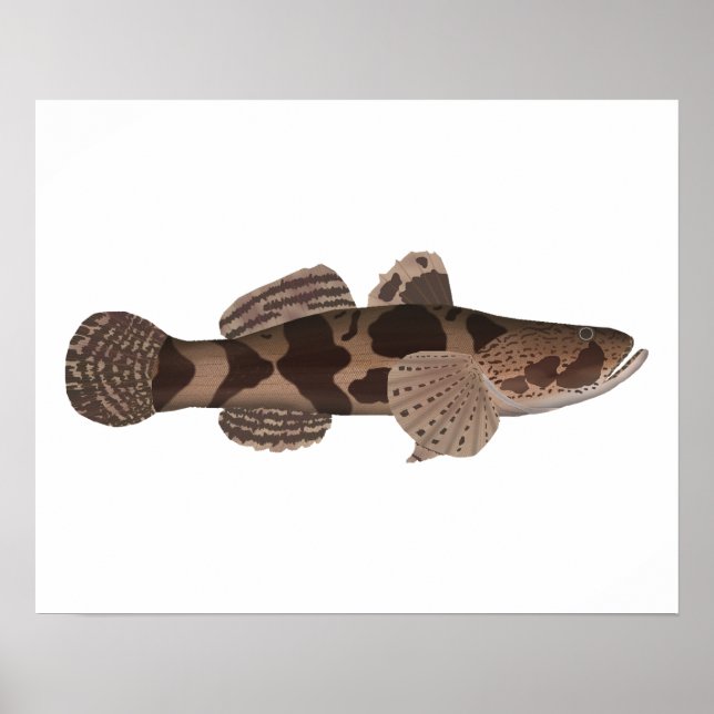 Giant Gudgeon Poster (Vorne)