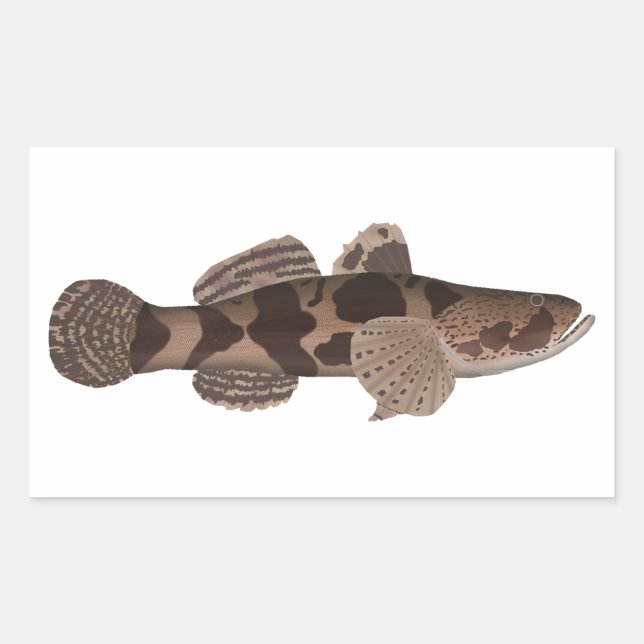 Giant Gudgeon Rechteckiger Aufkleber (Vorderseite)