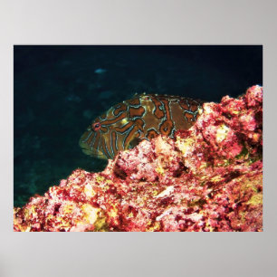 Giant Hawkfish-Galapagos Poster