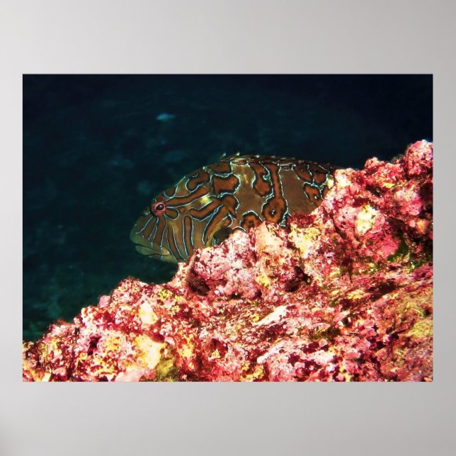 Giant Hawkfish-Galapagos Poster (Vorne)