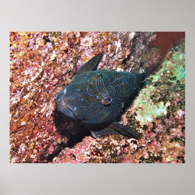 Giant Hawkfish Portrait Poster (Vorne)
