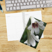 Giant Himalayan Lilies Floral