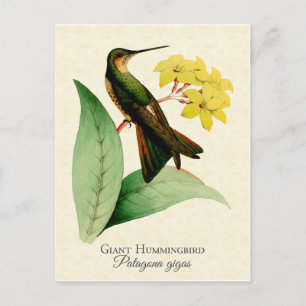 Giant Hummingbird Postcard Postkarte