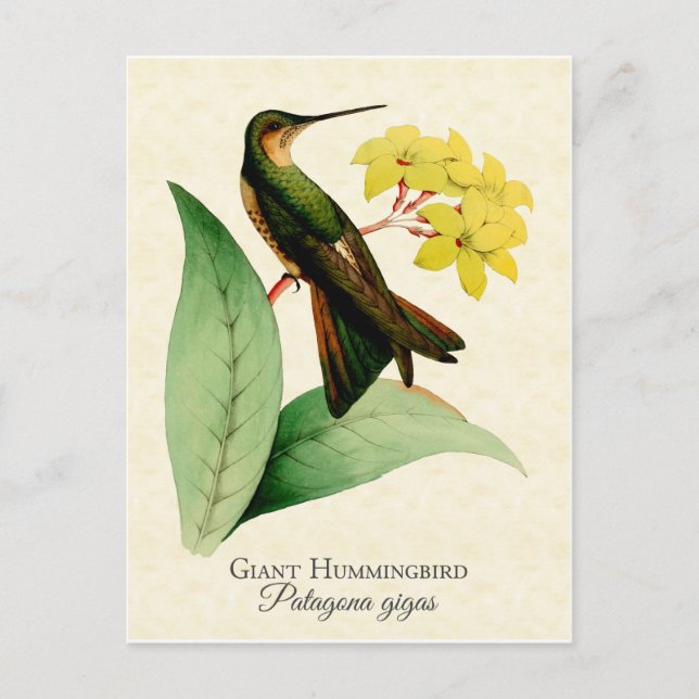 Giant Hummingbird Postcard Postkarte (Vorderseite)