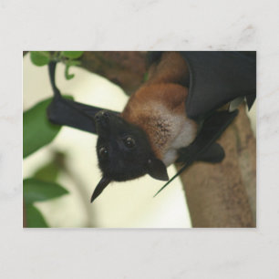 Giant Indian Fruit Bat Postkarte