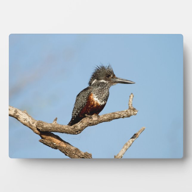 Giant Kingfisher Fotoplatte (Vorderseite)
