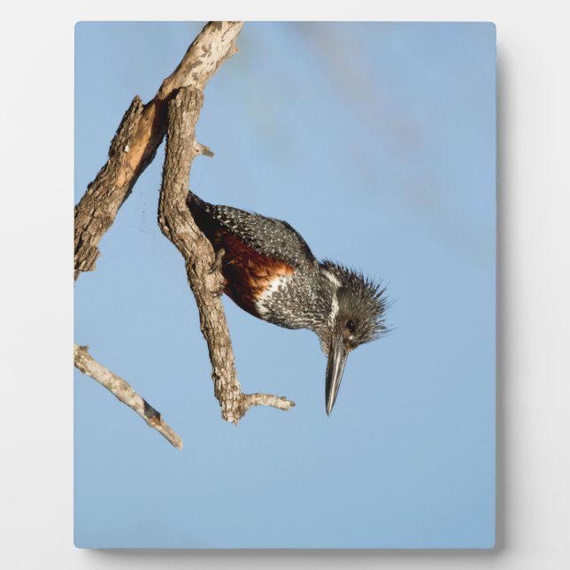 Giant Kingfisher Fotoplatte (Vorderseite)