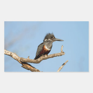 Giant Kingfisher Rechteckiger Aufkleber