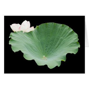 Giant Lotus Leaf mit Bloom