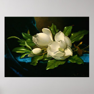 Giant Magnolia auf einem blauen Samttuch Poster