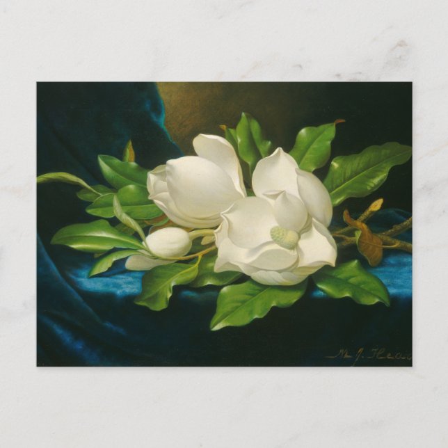 Giant Magnolias auf einem blauen Samttuch Postkarte (Vorderseite)