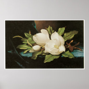 Giant Magnolias auf einem Tuch aus blauem Samt, c. Poster