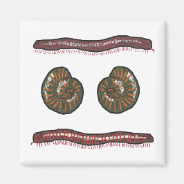 Giant Millipede Magnet
