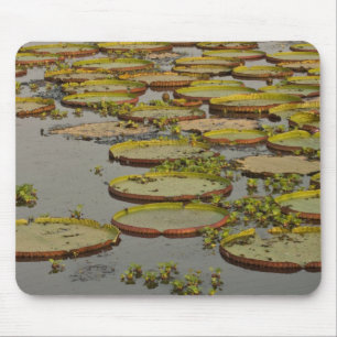 Giant oder Victoria Lilies Victoria amazonica, Mousepad