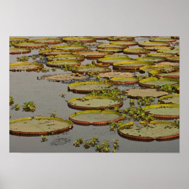 Giant oder Victoria Lilies Victoria amazonica Poster (Vorne)