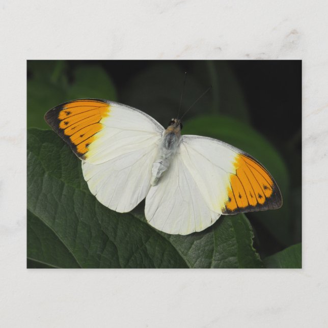 Giant Orange Tip Butterfly Postkarte (Vorderseite)
