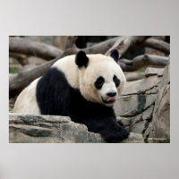 Giant Panda auf Steinen